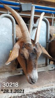 69 Milchziegen , 69 Fotos , 69 Tage.
Unsere Ziegen haben es verdient,  gezeigt zu werden. Deshalb gibt es nun jeden Tag ein Portraitbild aus dem Melkstand.
Ein Tag volle Aufmerksamkeit und Dank an jede einzelne der Damen.
Ohne Filter und Kommentar. 
Viel Spaß