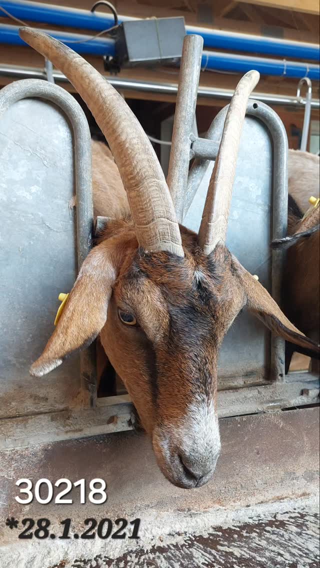 69 Milchziegen , 69 Fotos , 69 Tage.
Unsere Ziegen haben es verdient,  gezeigt zu werden. Deshalb gibt es nun jeden Tag ein Portraitbild aus dem Melkstand.
Ein Tag volle Aufmerksamkeit und Dank an jede einzelne der Damen.
Ohne Filter und Kommentar. 
Viel Spaß