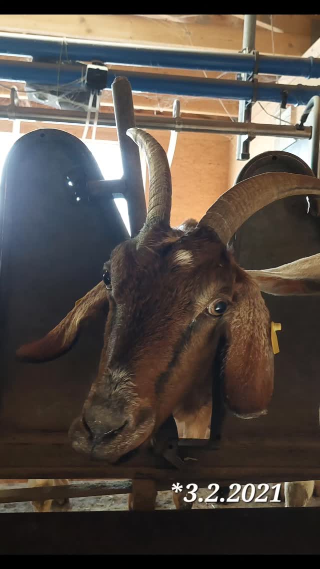 69 Milchziegen , 69 Fotos , 69 Tage.
Unsere Ziegen haben es verdient,  gezeigt zu werden. Deshalb gibt es nun jeden Tag ein Portraitbild aus dem Melkstand.
Ein Tag volle Aufmerksamkeit und Dank an jede einzelne der Damen.
Ohne Filter und Kommentar. 
Viel Spaß