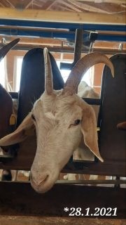 69 Milchziegen , 69 Fotos , 69 Tage.
Unsere Ziegen haben es verdient,  gezeigt zu werden. Deshalb gibt es nun jeden Tag ein Portraitbild aus dem Melkstand.
Ein Tag volle Aufmerksamkeit und Dank an jede einzelne der Damen.
Ohne Filter und Kommentar. 
Viel Spaß