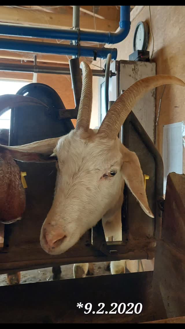 69 Milchziegen , 69 Fotos , 69 Tage.
Unsere Ziegen haben es verdient,  gezeigt zu werden. Deshalb gibt es nun jeden Tag ein Portraitbild aus dem Melkstand.
Ein Tag volle Aufmerksamkeit und Dank an jede einzelne der Damen.
Ohne Filter und Kommentar. 
Viel Spaß