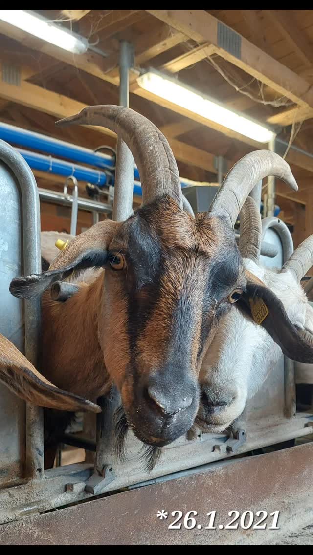 69 Milchziegen , 69 Fotos , 69 Tage.
Unsere Ziegen haben es verdient,  gezeigt zu werden. Deshalb gibt es nun jeden Tag ein Portraitbild aus dem Melkstand.
Ein Tag volle Aufmerksamkeit und Dank an jede einzelne der Damen.
Ohne Filter und Kommentar. 
Viel Spaß
