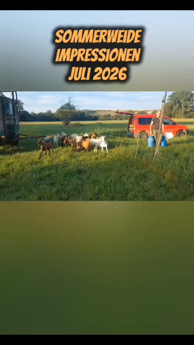 Unser Kindergarten ... Die Zicklein, die jetzt 6 Monate alt sind, bekommen Hafer und Wasser auf die Weide gebracht. ♡ u. ♤ stehen schon getrennt, weil sie mit den kürzer werdenden Tagen sich schon anfangen würden, zu decken.