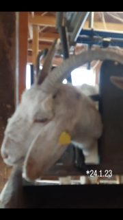 69 Milchziegen , 69 Fotos , 69 Tage.
Unsere Ziegen haben es verdient, gezeigt zu werden. Deshalb gibt es nun jeden Tag ein Portraitbild aus dem Melkstand.
Ein Tag volle Aufmerksamkeit und Dank an jede einzelne der Damen.
Ohne Filter und Kommentar.
Viel Spaß