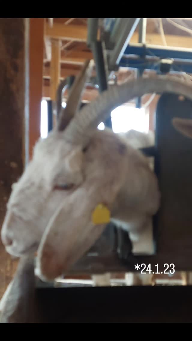 69 Milchziegen , 69 Fotos , 69 Tage.
Unsere Ziegen haben es verdient,  gezeigt zu werden. Deshalb gibt es nun jeden Tag ein Portraitbild aus dem Melkstand.
Ein Tag volle Aufmerksamkeit und Dank an jede einzelne der Damen.
Ohne Filter und Kommentar. 
Viel Spaß