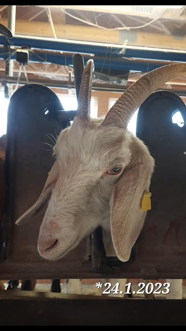 69 Milchziegen , 69 Fotos , 69 Tage.
Unsere Ziegen haben es verdient,  gezeigt zu werden. Deshalb gibt es nun jeden Tag ein Portraitbild aus dem Melkstand.
Ein Tag volle Aufmerksamkeit und Dank an jede einzelne der Damen.
Ohne Filter und Kommentar. 
Viel Spaß