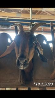 69 Milchziegen , 69 Fotos , 69 Tage.
Unsere Ziegen haben es verdient, gezeigt zu werden. Deshalb gibt es nun jeden Tag ein Portraitbild aus dem Melkstand.
Ein Tag volle Aufmerksamkeit und Dank an jede einzelne der Damen.
Ohne Filter und Kommentar.
Viel Spaß