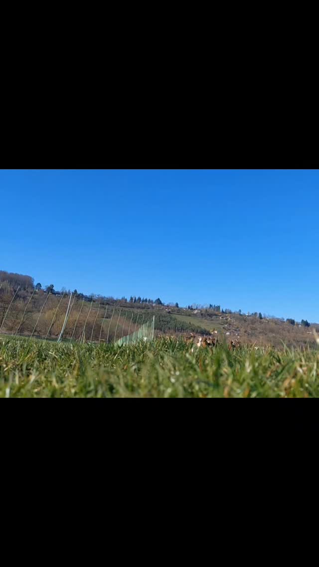Ab Ende März geht's endlich wieder raus auf die Weide -  pure Freude bei den Ladies :)