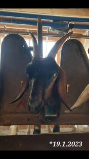 69 Milchziegen , 69 Fotos , 69 Tage.
Unsere Ziegen haben es verdient,  gezeigt zu werden. Deshalb gibt es nun jeden Tag ein Portraitbild aus dem Melkstand.
Ein Tag volle Aufmerksamkeit und Dank an jede einzelne der Damen.
Ohne Filter und Kommentar. 
Viel Spaß