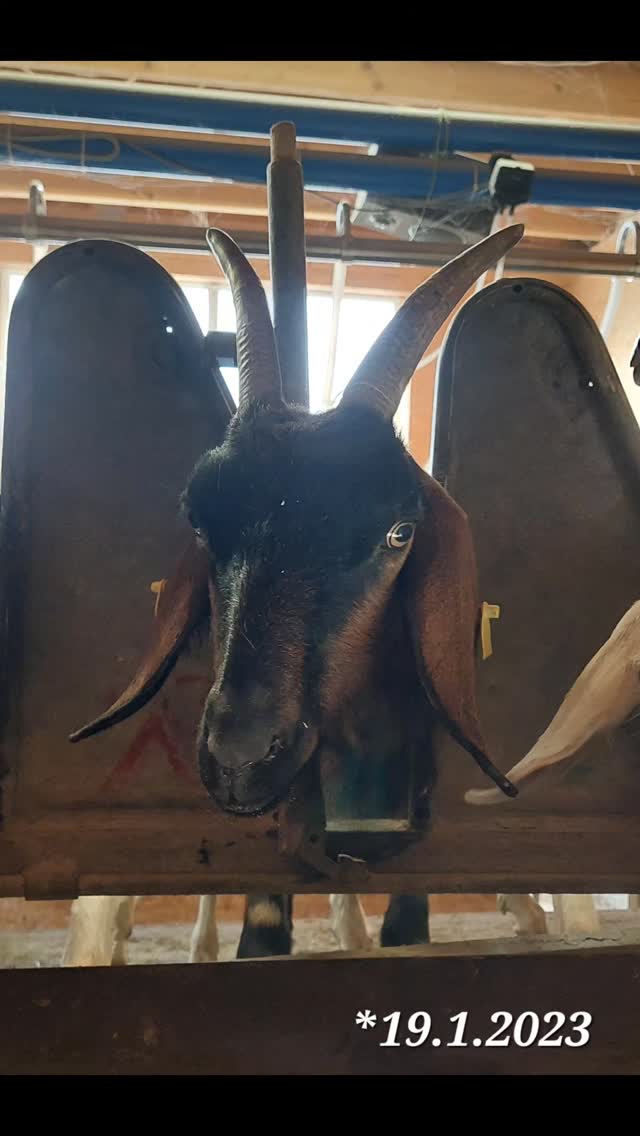 69 Milchziegen , 69 Fotos , 69 Tage.
Unsere Ziegen haben es verdient,  gezeigt zu werden. Deshalb gibt es nun jeden Tag ein Portraitbild aus dem Melkstand.
Ein Tag volle Aufmerksamkeit und Dank an jede einzelne der Damen.
Ohne Filter und Kommentar. 
Viel Spaß