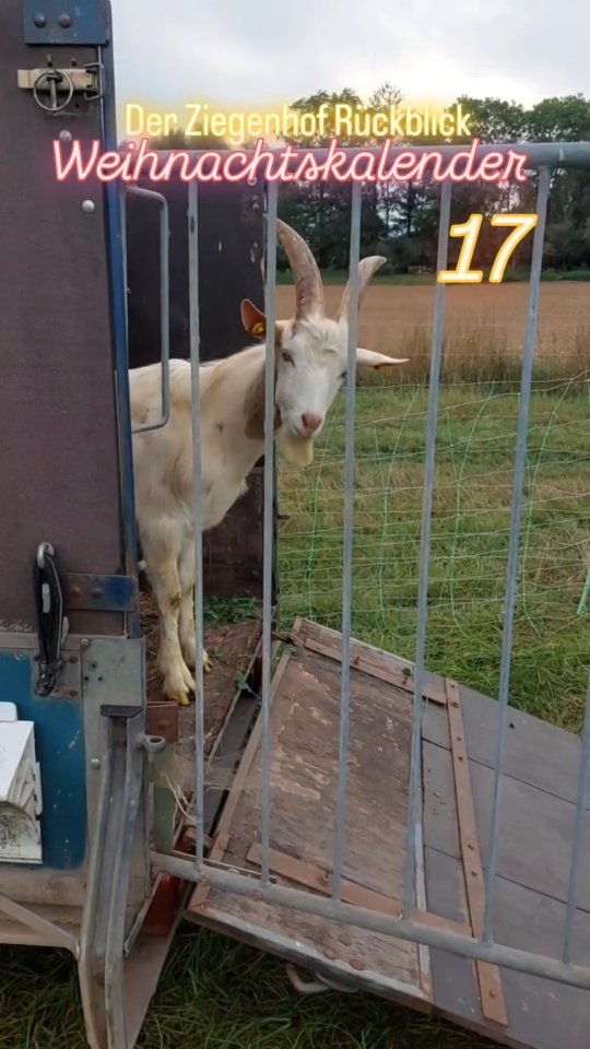 September: Deckzeit für die Ziegen. 
Vincent und Jules - Euer Auftritt :)