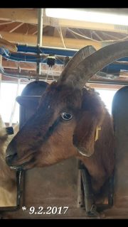 69 Milchziegen , 69 Fotos , 69 Tage.
Unsere Ziegen haben es verdient, gezeigt zu werden. Deshalb gibt es nun jeden Tag ein Portraitbild aus dem Melkstand.
Ein Tag volle Aufmerksamkeit und Dank an jede einzelne der Damen.
Ohne Filter und Kommentar.
Viel Spaß