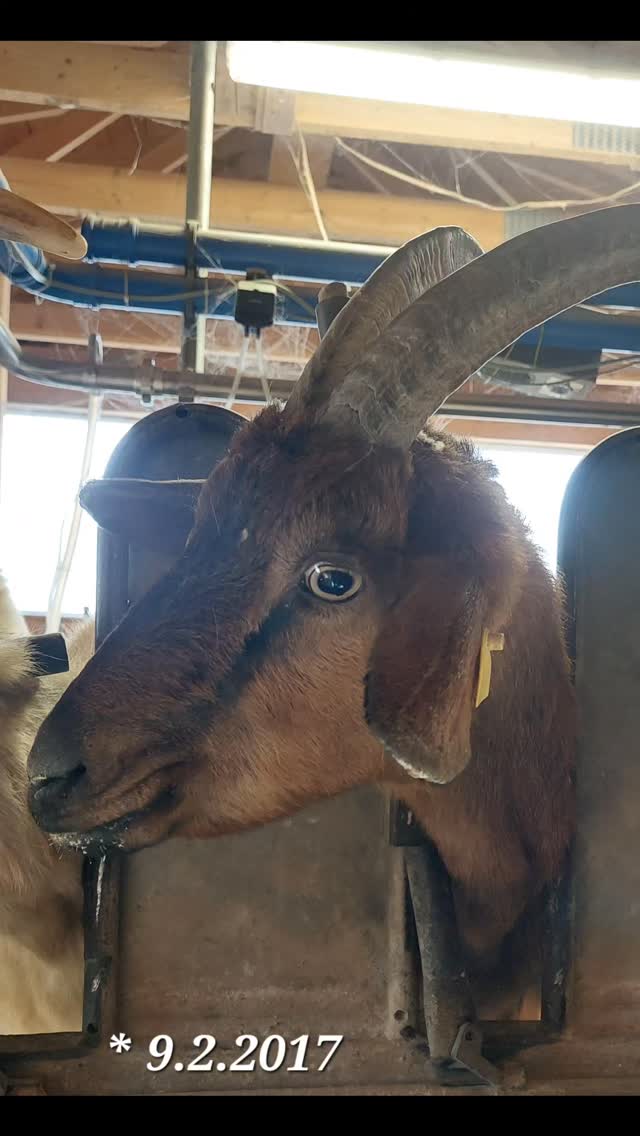 69 Milchziegen , 69 Fotos , 69 Tage.
Unsere Ziegen haben es verdient,  gezeigt zu werden. Deshalb gibt es nun jeden Tag ein Portraitbild aus dem Melkstand.
Ein Tag volle Aufmerksamkeit und Dank an jede einzelne der Damen.
Ohne Filter und Kommentar. 
Viel Spaß