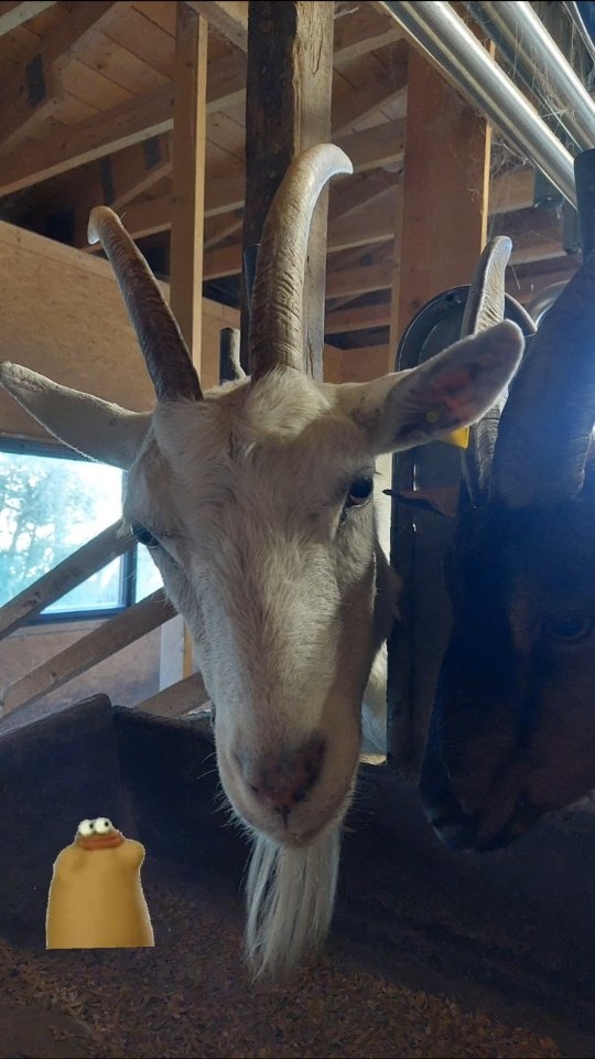 August: Haferernte. 
Pflügen im März -  Saat im April -  Ernte im August . ... und schmecken lassen :)