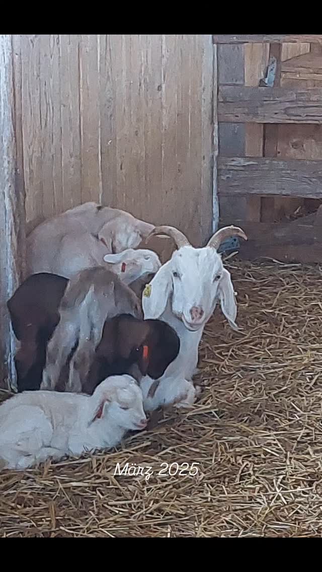 Anfang März waren alle Zicklein geboren.
Die Ziegen bekommen im Stall ihr Winterfutter, bis das erste Grün draußen gewachsen ist.
2. Bild @christinastohn