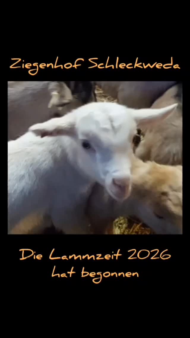 #lammzeit2026
#milchhandwerk 
#ziegenhof #ziegenhofschleckweda #schleckweda