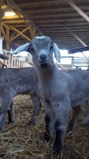 Zickleinzeit auf dem Ziegenhof Schleckweda.
Bei uns dürfen die Kleinen ihre ersten zehn bis zwölf Wochen gemeinsam mit den Müttern verbringen. 
Entspannte Familienathmosphäre aus Zicklein Perspektive :)