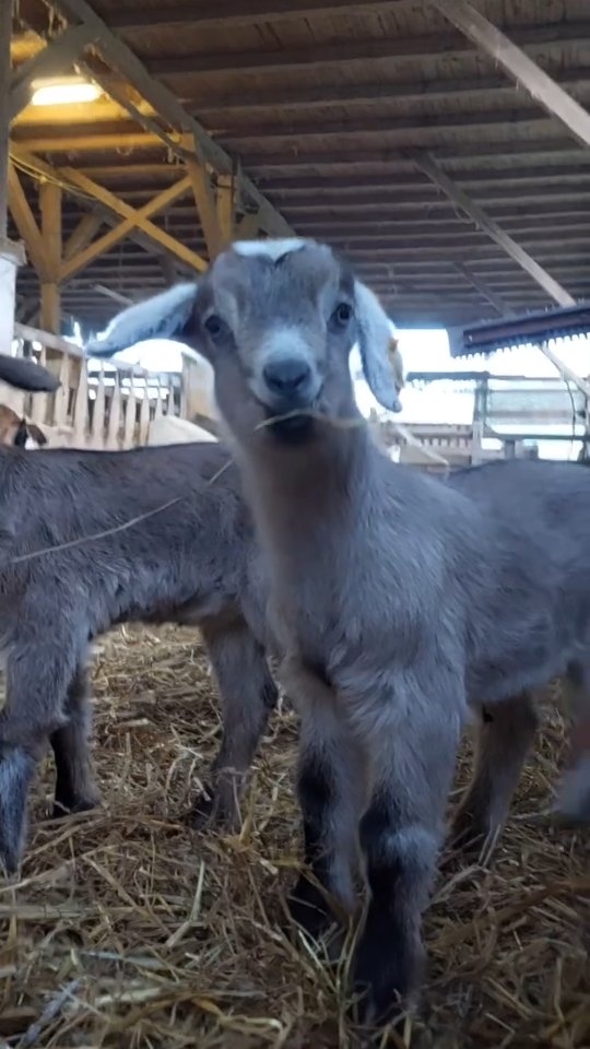 Zickleinzeit auf dem Ziegenhof Schleckweda.
Bei uns dürfen die Kleinen ihre ersten zehn bis zwölf Wochen gemeinsam mit den Müttern verbringen. 
Entspannte Familienathmosphäre aus Zicklein Perspektive :)