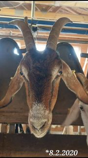 69 Milchziegen , 69 Fotos , 69 Tage.
Unsere Ziegen haben es verdient,  gezeigt zu werden. Deshalb gibt es nun jeden Tag ein Portraitbild aus dem Melkstand.
Ein Tag volle Aufmerksamkeit und Dank an jede einzelne der Damen.
Ohne Filter und Kommentar. 
Viel Spaß