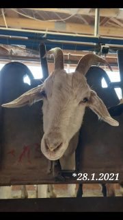 69 Milchziegen , 69 Fotos , 69 Tage.
Unsere Ziegen haben es verdient, gezeigt zu werden. Deshalb gibt es nun jeden Tag ein Portraitbild aus dem Melkstand.
Ein Tag volle Aufmerksamkeit und Dank an jede einzelne der Damen.
Ohne Filter und Kommentar.
Viel Spaß